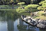 Japanese pine tree over sea-pond in famous historical Hama-Rikyu garden in Tokyo, Japan