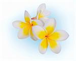 Frangipani plumeria Spa Flower isolated on white