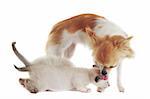 purebred  chihuahua licking siamese kitten in front of white background