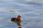 baby coot chicks (fulica atra) on lake