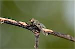 beautiful flesh fly resting on tiny branch