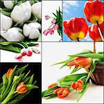 Red and white tulips as a natural background