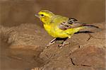 Yellow canary (Serinus mozambicus), Kalahari, South Africa