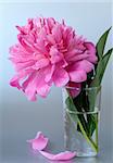 beautiful pink peony flower on a gray background