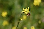 Bee on a blooming flower. Spring nature background.