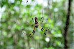 A golden orb weaver spider waits for prey in its web.