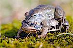 Male frog on top of another.