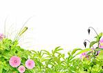 Summer frame with green leaves, flowers and caterpillar. Isolated over white