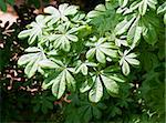 The light green spring leaves of chestnut