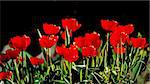 Beautiful red tulips against dark backgroung with shallow focus