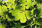 The light green spring leaves of chestnut