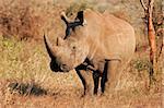 White (square-lipped) rhinoceros (Ceratotherium simum), Kruger National Park, South Africa