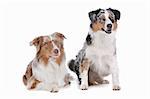 Two Australian Shepherd dogs in front of a white background