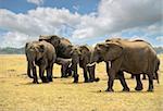 Elephants on the savannah in Kenya