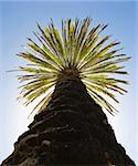 Green beautiful palm tree against the blue sky.Bottom view