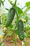 Cucumbers growing in film greenhouses. The rapid growth in summer