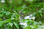 beautiful female scalet flowerpecker (Dicaeum cruentatum) eating fruit