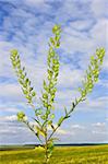 Field Pennycress plant on the background of field and sky with white clouds. Latin name: Thlaspi arvense. Mustard family ? Brassicaceae.