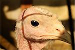 turkey cock on village courtyard