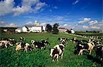 HERDE VON HOLSTEIN DAIRY KÜHE LANCASTER COUNTY, PENNSYLVANIA