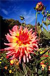 PINK AND ORANGE DAHLIA