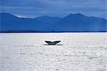 HUMPBACK WHALE TAIL SALISBURY SOUND SITKA, ALASKA