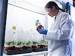 Scientist examining potted plants in lab
