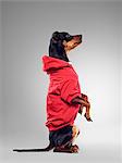 Hund tragen Kapuzen-sweatshirt