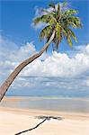 Palm tree on deserted Natien Beach, Koh Samui, Thailand