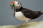 Atlantic Puffin with fish in mouth, Farne Islands, UK