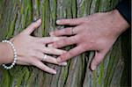 La mariée et mains du marié sur tronc d'arbre