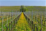 Vineyard with Dandelions in Spring, Hagnau, Baden-Wurttemberg, Germany