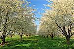 Cerisiers arbres, Appenweier, Ortenaukreis, Bade-Wurtemberg, Allemagne