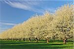 Cherry Trees, Appenweier, Ortenaukreis, Baden-Wurttemberg, Germany