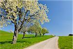 Cerisiers arbres et Country Road, Bade-Wurtemberg, Allemagne