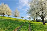 Kirsche Bäume und Wiese, Baden-Württemberg, Deutschland