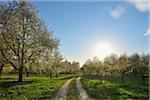 Cherry Trees and Path, Appenweier, Ortenaukreis, Baden-Wurttemberg, Germany