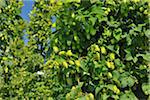 Hop Cones, Humulus Lupulus, Baden-Wurttemberg, Germany