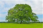 Arbre noyer dans un champ de blé, la réserve naturelle de Taubergiessen, Kappel, Rust, Bade-Wurtemberg, Allemagne