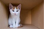 Kitten in Cardboard Box