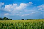 Corn Field, Millville, Indiana, USA