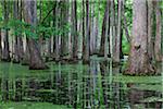 Cypress Swamp, Natchez Trace Parkway, Mississippi, Etats-Unis