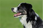 Border Collie, Bavaria, Germany