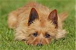 Australian Terrier, Bavaria, Germany