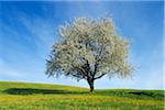 Kirsche Baum, Bayern, Deutschland