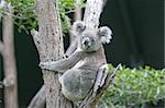 Koala in a tree at Sydney zoo.