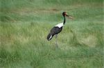 Saddle-billed stork in a green field