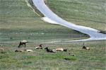 Caribou on the Alpine Tundra in Rocky Mountain National Park, Colorado, U.S.A.