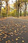 Pathways within the ramble, central park, Manhattan, New York, America, USA