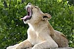 A female lion yawning.